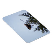 ハゲワシ マグネット (右側)