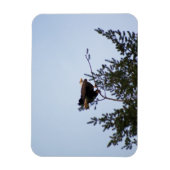 ハゲワシ マグネット (縦)