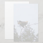 ハゲワシ 便箋 (正面/裏面)