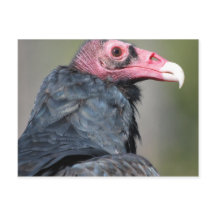 ハゲワシ 鳥 猛禽類 赤い顔