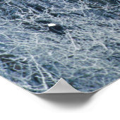 ハゲワシ(Haliaetus leucocephalus) ポスター (角)