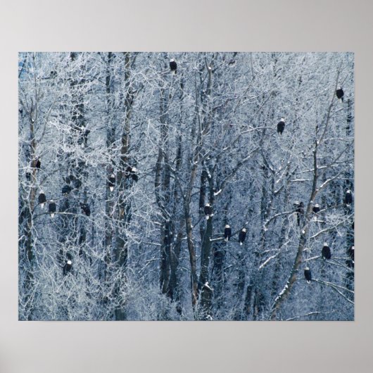 ハゲワシ(Haliaetus leucocephalus) ポスター (正面)