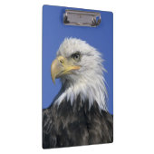 ハゲワシ(Haliaetus leucocephalus)、野生の クリップボード (右)