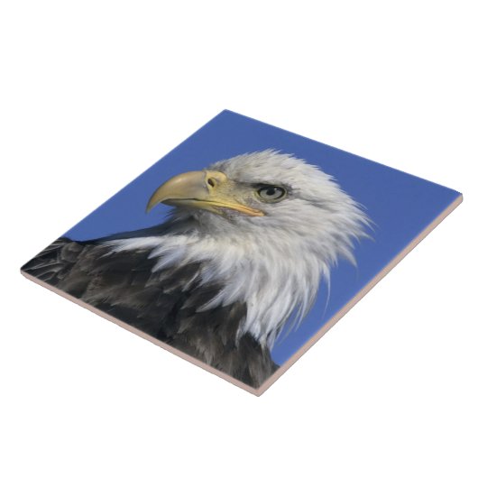 ハゲワシ(Haliaetus leucocephalus)、野生の タイル (側面)