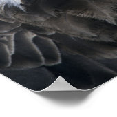 ハゲワシ(Haliaetus leucocephalus)、野生の ポスター (角)