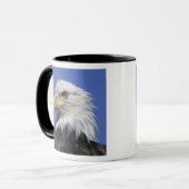 ハゲワシ(Haliaetus leucocephalus)、野生の マグカップ (正面左)