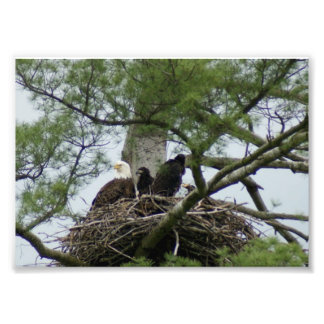 ハゲワシin nest 7 x5写真プリント フォトプリント           