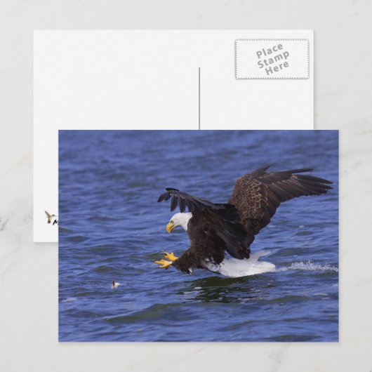 ハゲワシIV ポストカード (正面/裏面)