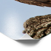 ハゲ与えワシ フォトプリント            (角)