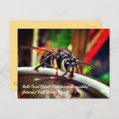 ハゲ目の角質(Dolichovespula maculata) Wasp ポストカード (正面/裏面)