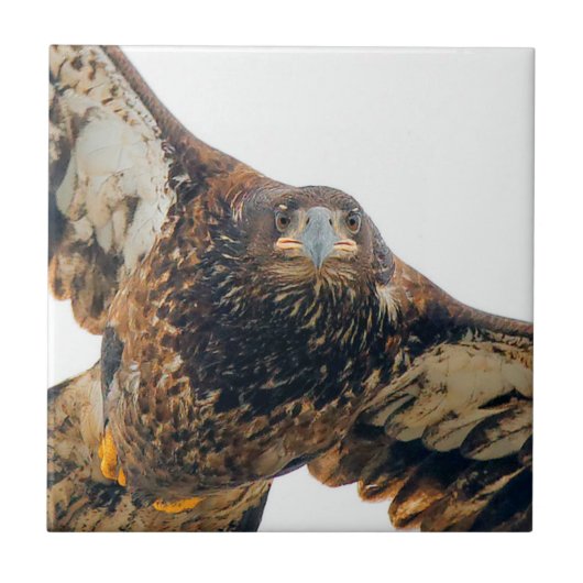 ハゲ素晴らしワシが羽ばたきする タイル (正面)