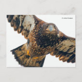 ハゲ素晴らしワシが羽ばたきする ポストカード (正面)