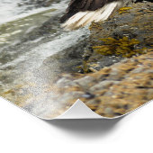 ハゲ誇りを持ったワシ フォトプリント            (角)