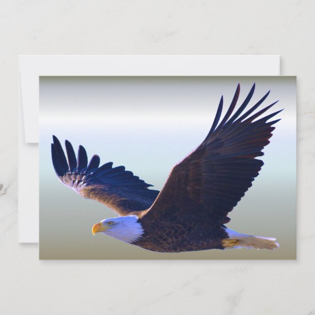 ハゲ飛んでいるワシ (正面)