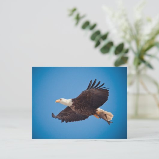 ハゲ鷲 ポストカード (スタンド正面)