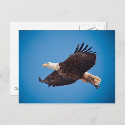ハゲ鷲 ポストカード (正面/裏面)