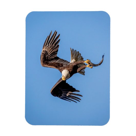 ハゲ鷲 マグネット (縦)