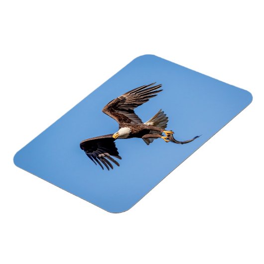 ハゲ鷲 マグネット (左側)