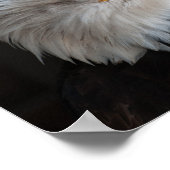 ハゲ・イーグルの至近撮影 ポスター (角)