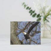 ハゲ・イーグル飛躍 ポストカード (スタンド正面)