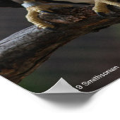 ハゲ・イーグル・コール ポスター (角)