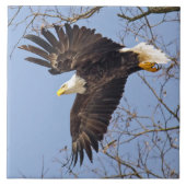 ハゲ・イーグル・ダイブ タイル (正面)