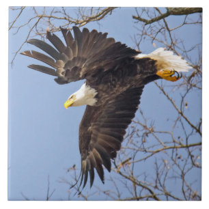 ハゲ・イーグル・ダイブ タイル