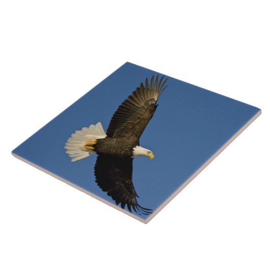 ハゲ・イーグル、ハリファエトゥス・ロイコセファルス、ホーマー タイル (側面)