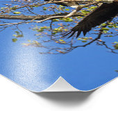 ハゲ・イーグル・ペア フォトプリント            (角)