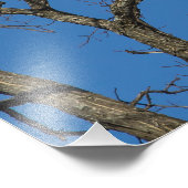 ハゲ・イーグル・ペア フォトプリント            (角)