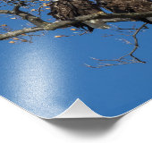 ハゲ・イーグル・ペア フォトプリント            (角)