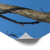 ハゲ・イーグル・ペア ポスター (角)