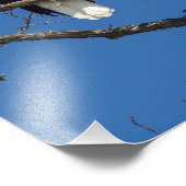 ハゲ・ワシを呼ぶ フォトプリント            (角)