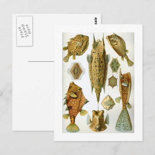 ハコフグ ポストカード (正面/裏面)