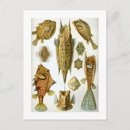 ハコフグ ポストカード (正面)