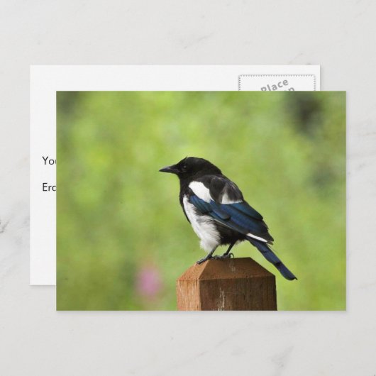 ハサギ ポストカード (正面/裏面)