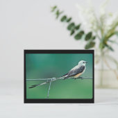 ハサミハシバエ ポストカード (スタンド正面)