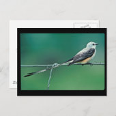 ハサミハシバエ ポストカード (正面/裏面)