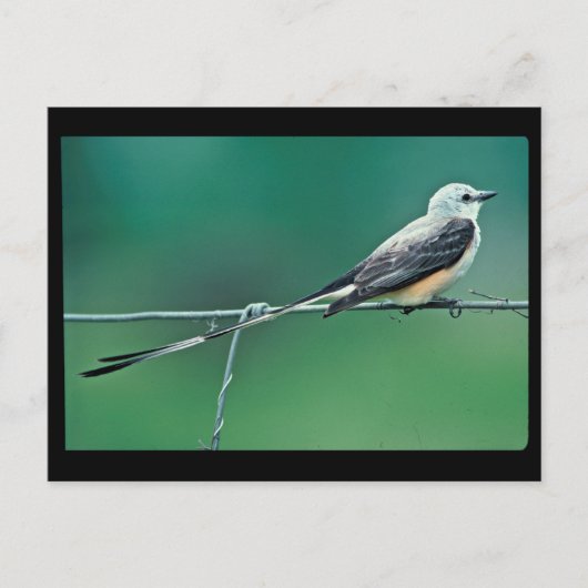 ハサミハシバエ ポストカード (正面)