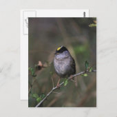 ハシバシ ポストカード (正面/裏面)