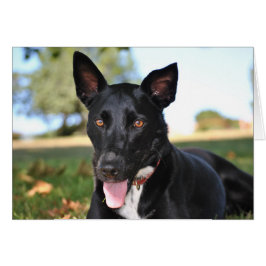 ハシバミの目をした美しい犬