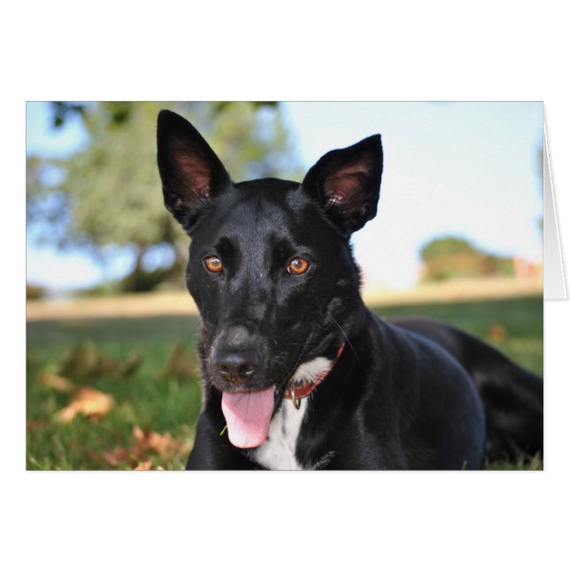 ハシバミの目をした美しい犬 (正面横)