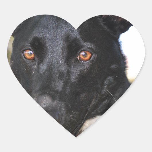 ハシバミの目をした美しい犬 ハートシール (正面)