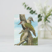 ハシブトガラ ポストカード (スタンド正面)