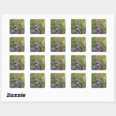 ハシボソキツツキ Colaptes auratus スクエアシール (シート)