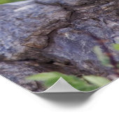 ハシボソキツツキ Colaptes auratus ポスター (角)