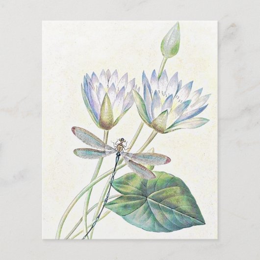 ハスとトンボ (正面)