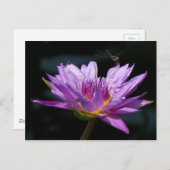 ハスとトンボ ポストカード (正面/裏面)