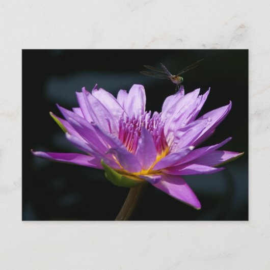 ハスとトンボ ポストカード (正面)