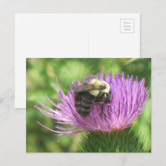 ハスの上の蜂 ポストカード (正面/裏面)